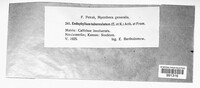 Pucciniosira tuberculata image